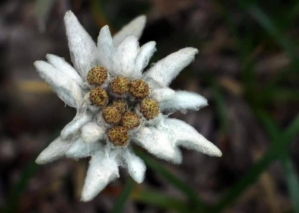 Edelweiss Ilinca Zarnesti Exterior foto